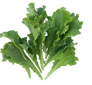ENDIVIE SCAROLE ( CHICORIUM ENDIVIE ) BATAVIAN GREEN KG 1
