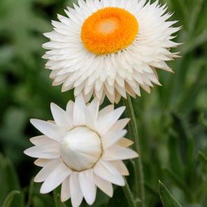 ELICRISO BIANCO NR.300 SEMI