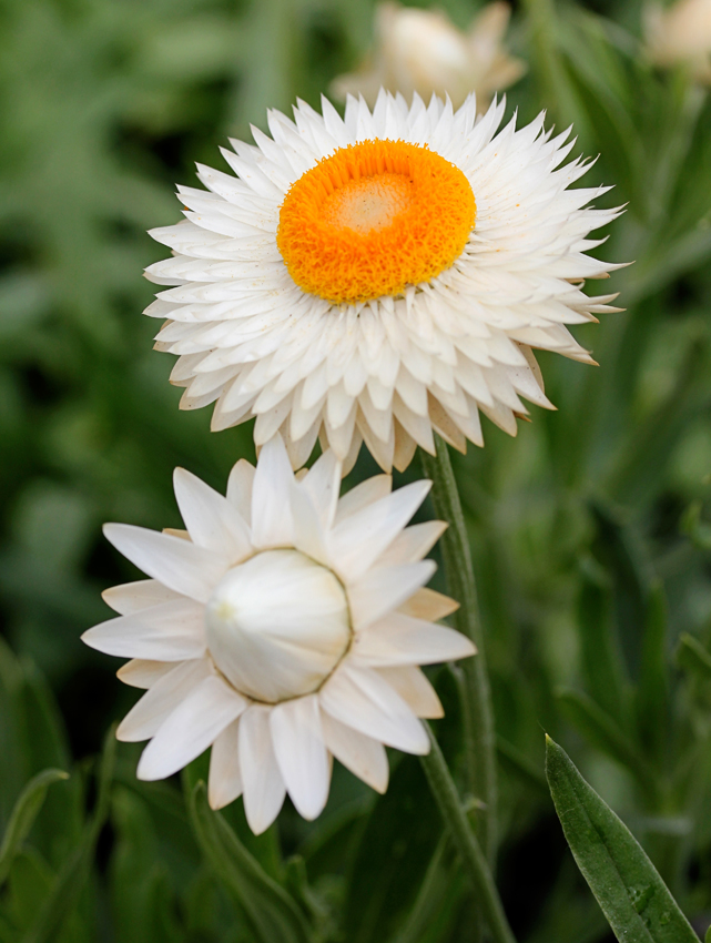 ELICRISO BIANCO NR.300 SEMI