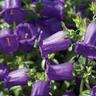 CAMPANULA F.1 CHAMPION BLEU 1000 SEMI