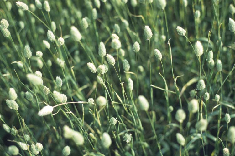 Phalaris canariensis green, original oval