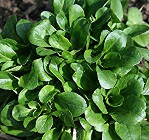 CORN SALAD ( VALERIANELLA LOCUSTA) VERTE DE CAMBRAI KG 1