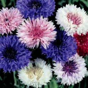 FIORDALISO - CENTAUREA CYANUS BIANCO GR.50