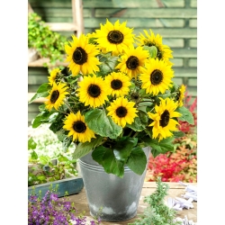GIRASOLE NANO GIALLO POLDINO NR.50 SEMI