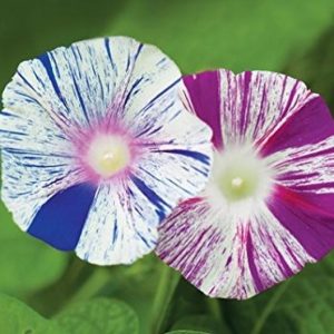 IPOMEA ARLECCHINO NR.50 SEMI