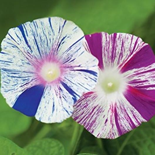 IPOMEA ARLECCHINO NR.50 SEMI