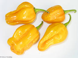PEPERONCINO HABANERO GIALLO NR.10 SEMI