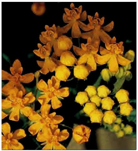 ASCLEPIAS CURASSAVICA SILKY GOLD 500 SEMI