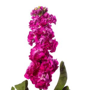 VIOLACCIOCCA STOX ROSA NR.1000 SEMI