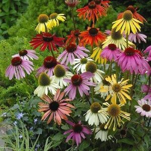 ECHINACEA MISCUGLIO NR.50 SEMI