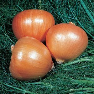 CIPOLLA DORATA DI PARMA GR.100