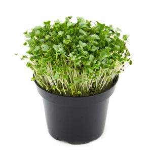 MICROGREENS - BROCCOLO RAMOSO CALABRESE  NR.1 BUSTA