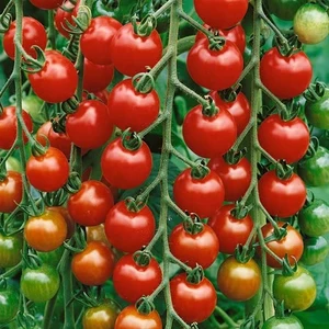 POMODORO DELIZIA DEL GIARDINO NR.200 SEMI