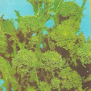 BROCCOLETTO DI RAPA NOVANTINO RICCIO SAN MARZANO GR.250
