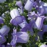 CAMPANULA F.1 CHAMPION BLU CHIARO 1000 SEMI