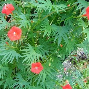 IPOMEA CARDINAL CLIMBER NR.50 SEMI