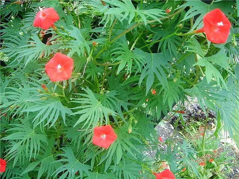 IPOMEA CARDINAL CLIMBER NR.50 SEMI
