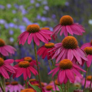 A-ECHINACEA PURPUREA ROSSO NR.50 SEMI