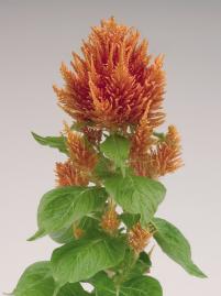 CELOSIA PLUMOSA FRESH ARANCIO NR.1000 SEMI