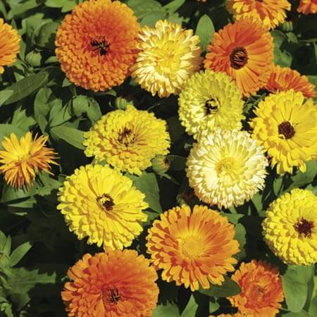 CALENDULA NANA FIESTA MISCUGLIO GR.10