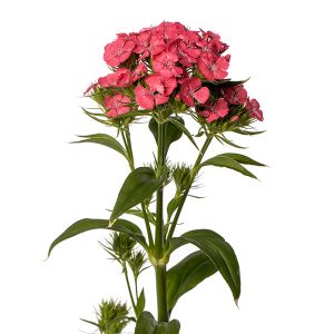 GAROFANO BARBIENNE ROSA SALMONE NR.1000 SEMI (DIANTHUS)