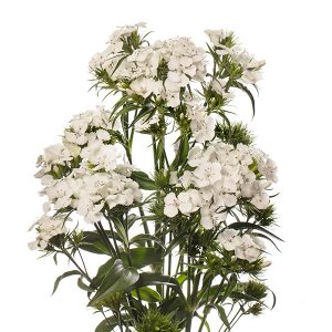GAROFANO BARBIENNE BIANCO NR.1000 SEMI (DIANTHUS)