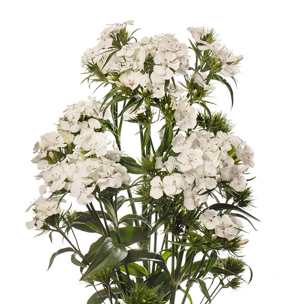 GAROFANO BARBIENNE BIANCO NR.1000 SEMI (DIANTHUS)