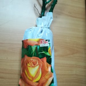 PIANTA DI ROSA A GRANDI FIORI COLORE GIALLO ARANCIO A RADICE NUDA