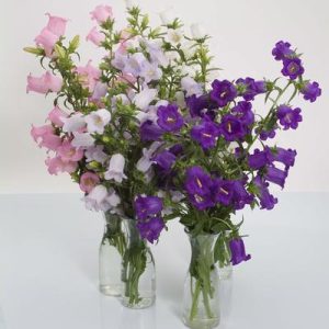CAMPANULA F.1 CHAMPION MISCUGLIO NR.1000 SEMI