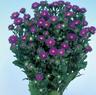 ASTER SERENADE BLU NR.5000 SEMI