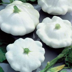 ZUCCA PATISSON BIANCO NR.50 SEMI