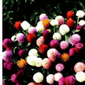 AMARANTINA GLOBOSA MISCUGLIO NR.1000 SEMI