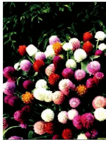 AMARANTINA GLOBOSA MISCUGLIO NR.1000 SEMI