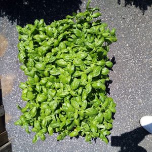 BASILICO IT.CLASS.HYBRD.SEL.BAHARY ESENTE PERONOSPORA CONF DA 35.000 SEMI