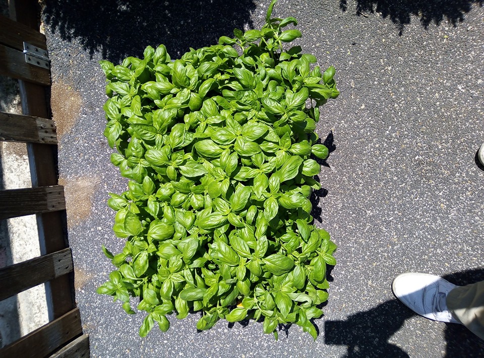 BASILICO IT.CLASS.HYBRD.SEL.BAHARY ESENTE PERONOSPORA CONF DA 35.000 SEMI