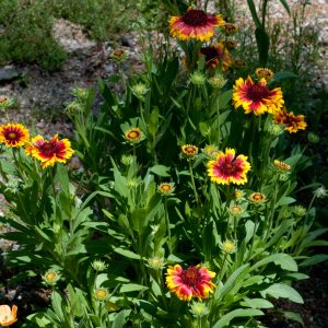 GAILLARDIA PULCHELLA SEMPLICE MISCUGLIO NR.50 SEMI