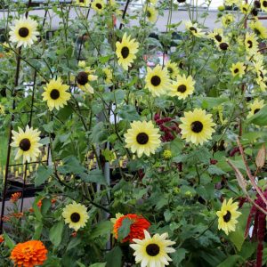 GIRASOLE DEABILIS BIANCO ITALIA NR.100 SEMI