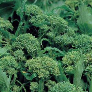 BROCCOLETTO DI RAPA CENTOVENTINO