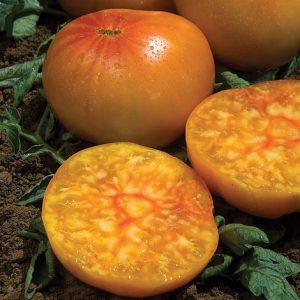 POMODORO ANANAS NR.50 SEMI