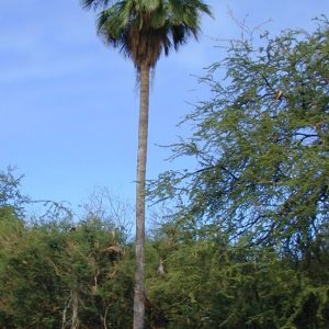 PALMA WASHINGTONIA FILIFERA NR.3 SEMI