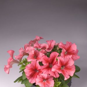PETUNIA LIMBO ROSSO VENATO NR.1000 SEMI