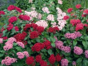 PENTAS LANCEOLATA KALEIDOSCOPE MIX NR.1000 SEMI RIVESTITI