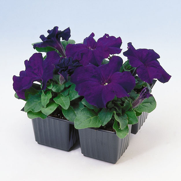 PETUNIA LIMBO BLEU NR.1000 SEMI PILL.