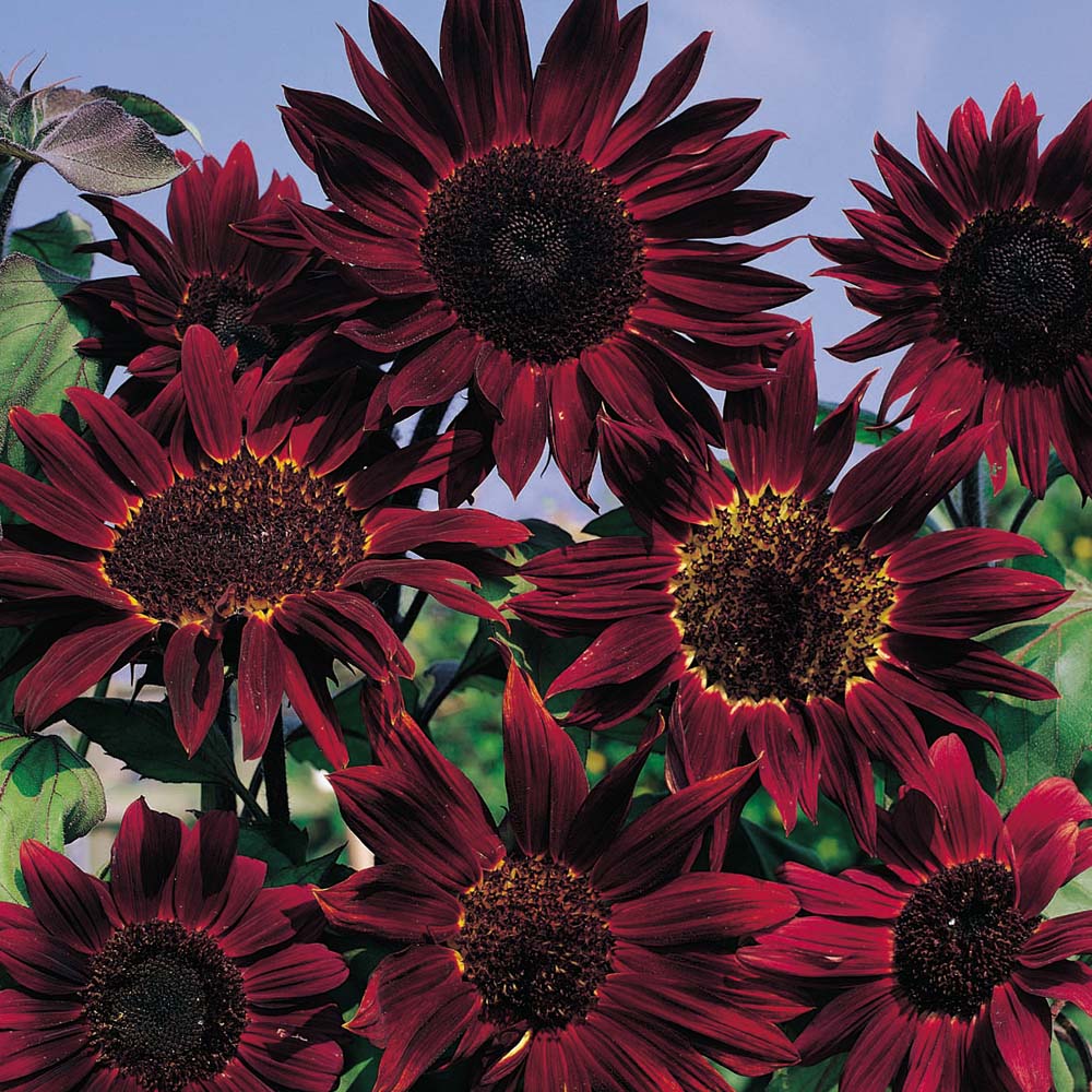 GIRASOLE SOLE ROSSO NR.100 SEMI