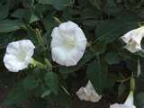 IPOMEA BIANCO NR.50 SEMI