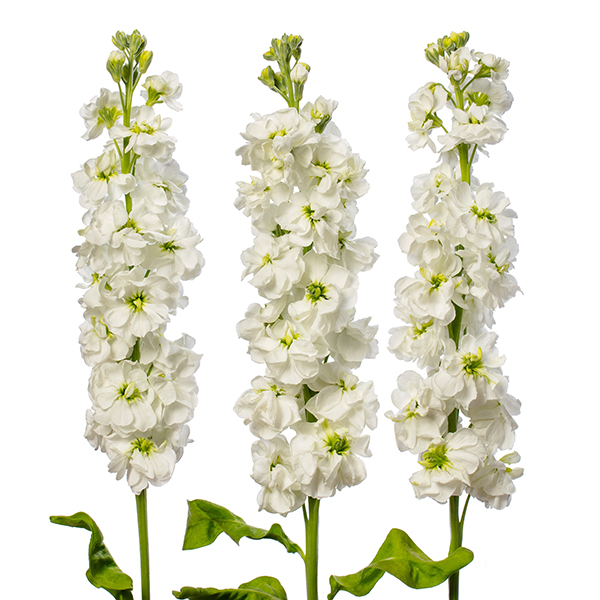 VIOLACCIOCCA ANYTIME BIANCO NR.1000 SEMI