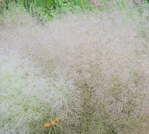 AGROSTIS NEBULOSA GR 500
