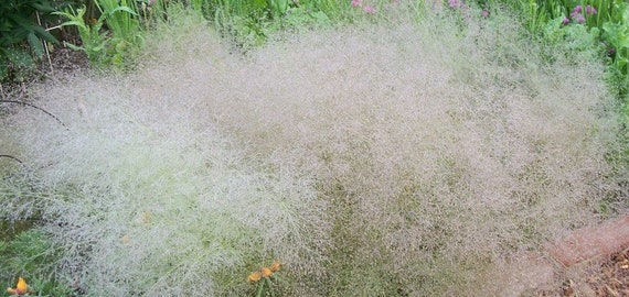 AGROSTIS NEBULOSA GR 500