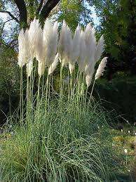 CORTADERIA NR.25 SEMI