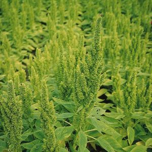 AMARANTO NANO VERDE NR.200 SEMI